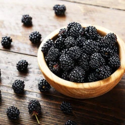 3-in-1 Blackberry Bush