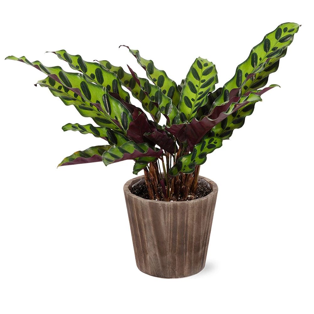 Calathea Rattlesnake With Decorative Pot - Image 5