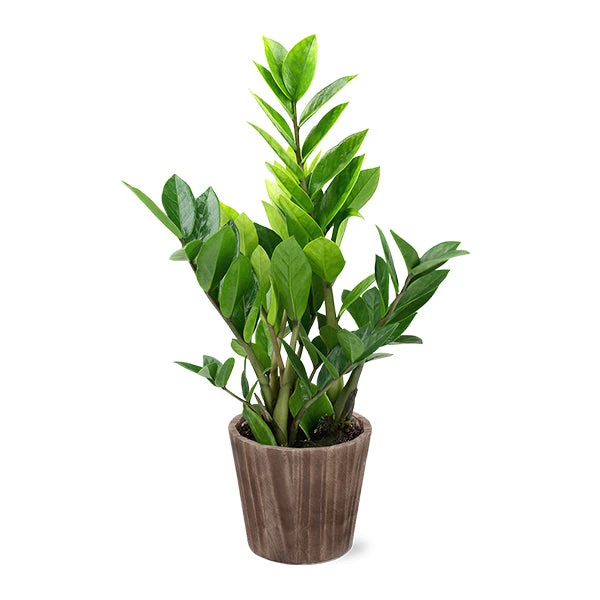 5-Inch ZZ Plant In Decorative Pot