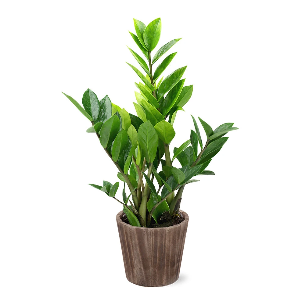 5-Inch ZZ Plant In Decorative Pot - Image 2