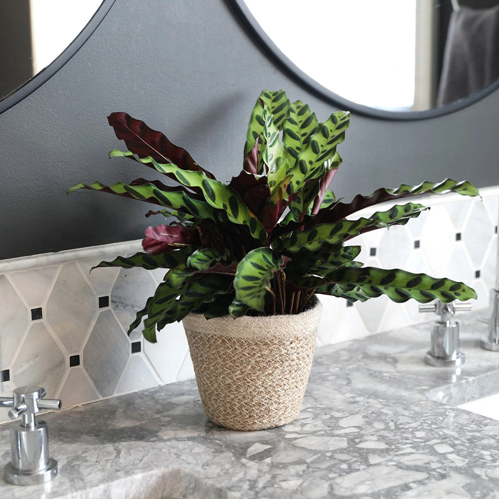 Calathea Rattlesnake With Decorative Pot