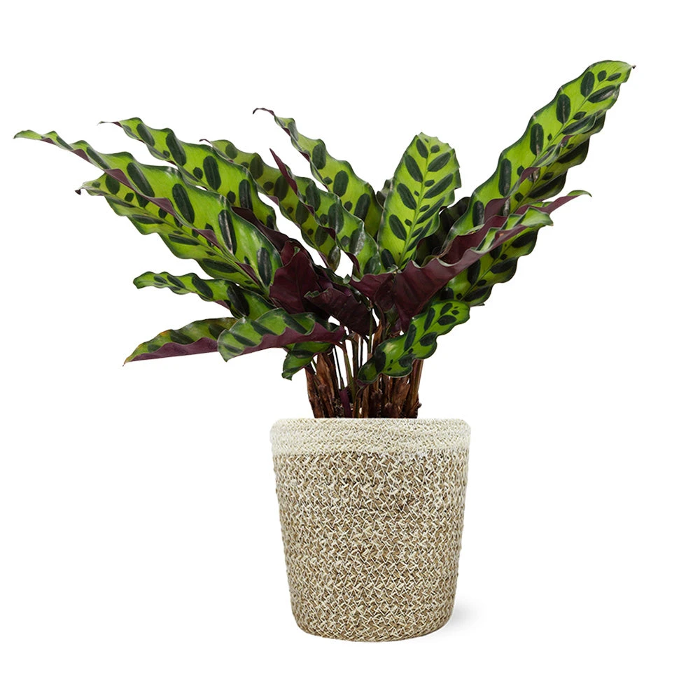 Calathea Rattlesnake With Decorative Pot - Image 4