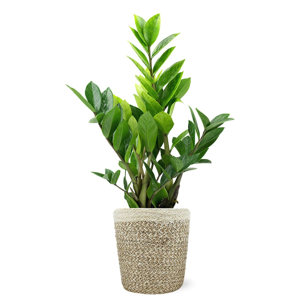 5-Inch ZZ Plant In Decorative Pot - Image 3