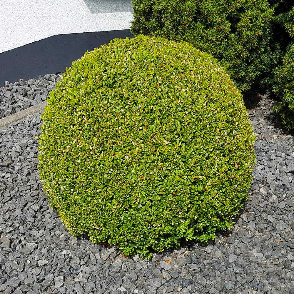 American Boxwood Shrub - Image 6