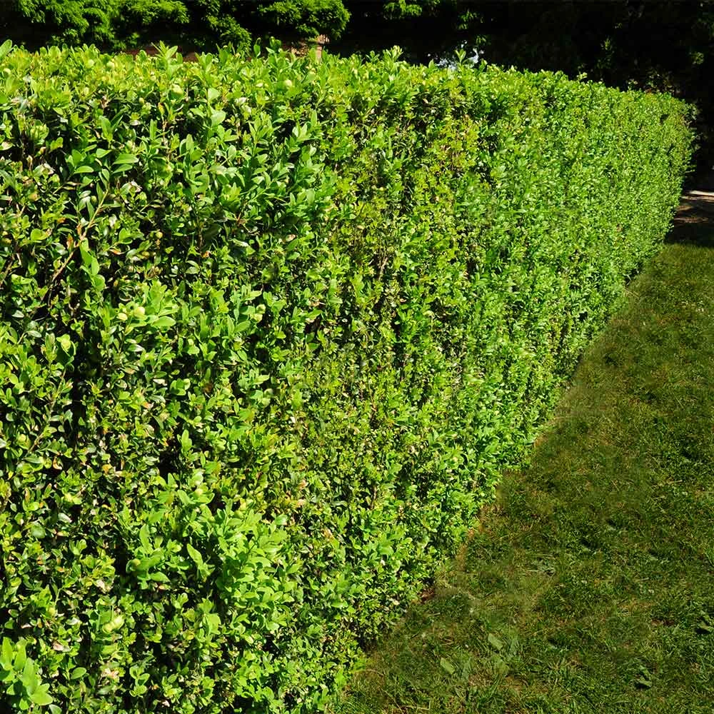 American Boxwood Shrub - Image 3