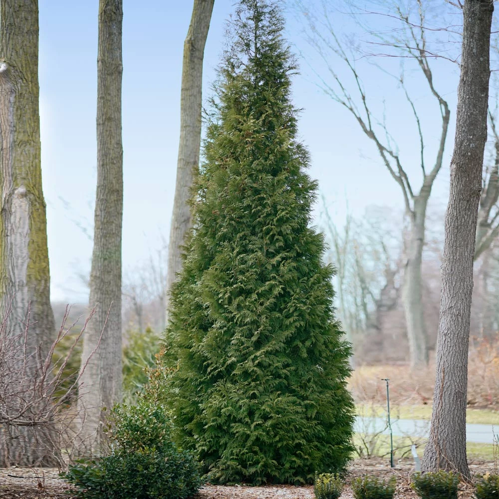 Full Speed A Hedge® American Pillar Arborvitae - Image 4