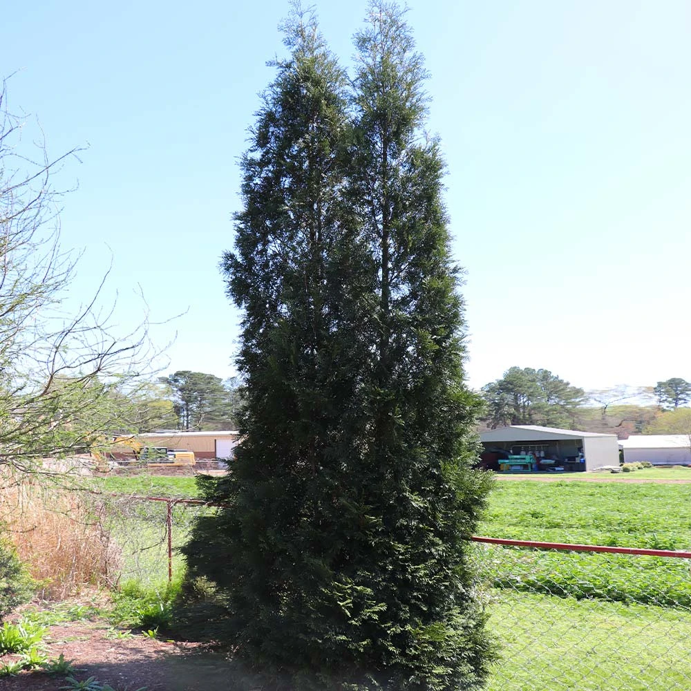 Full Speed A Hedge® American Pillar Arborvitae - Image 5