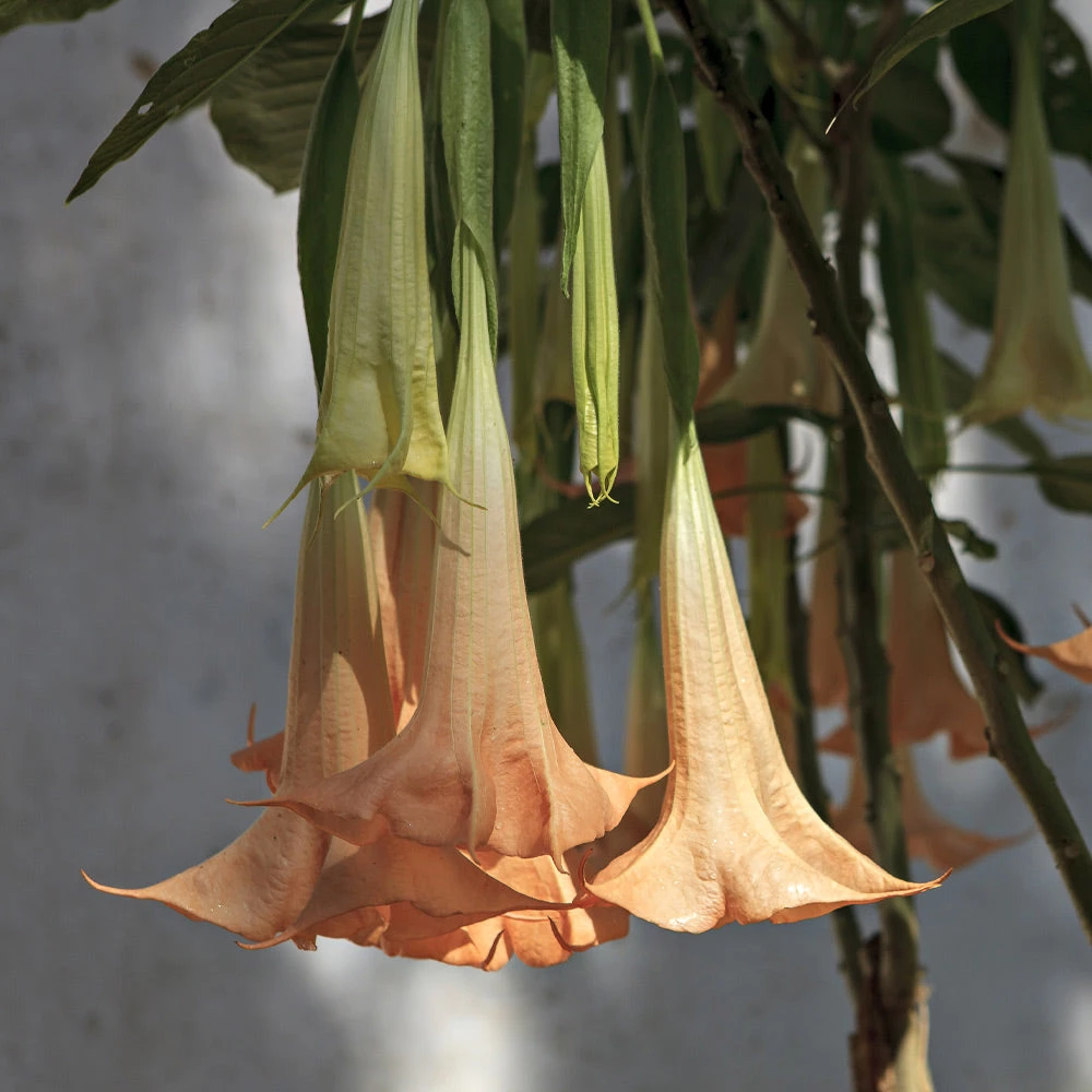 Peach Angel Trumpet Tree - Image 3