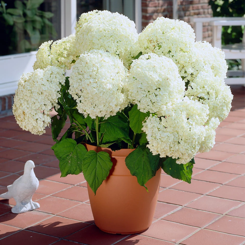 Annabelle Hydrangea Shrub - Image 2