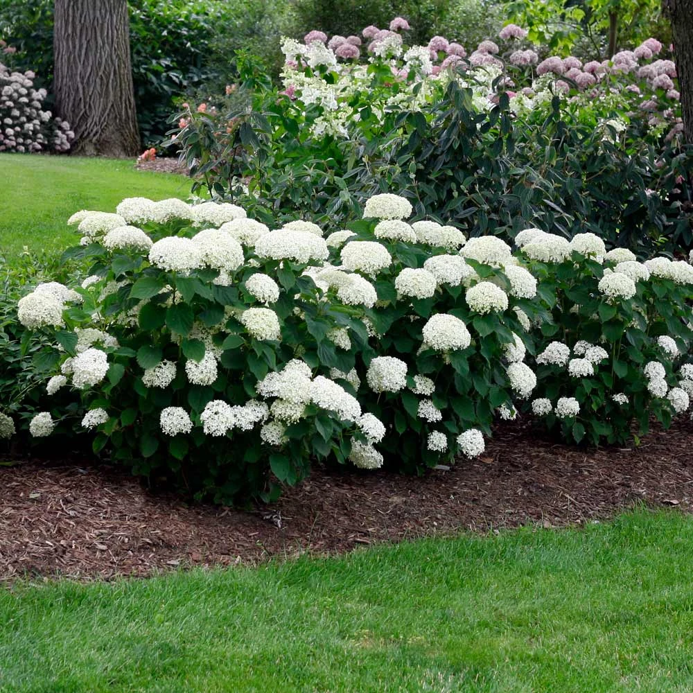Annabelle Hydrangea Shrub - Image 3
