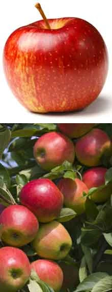 Gravenstein Apple Tree - Image 2