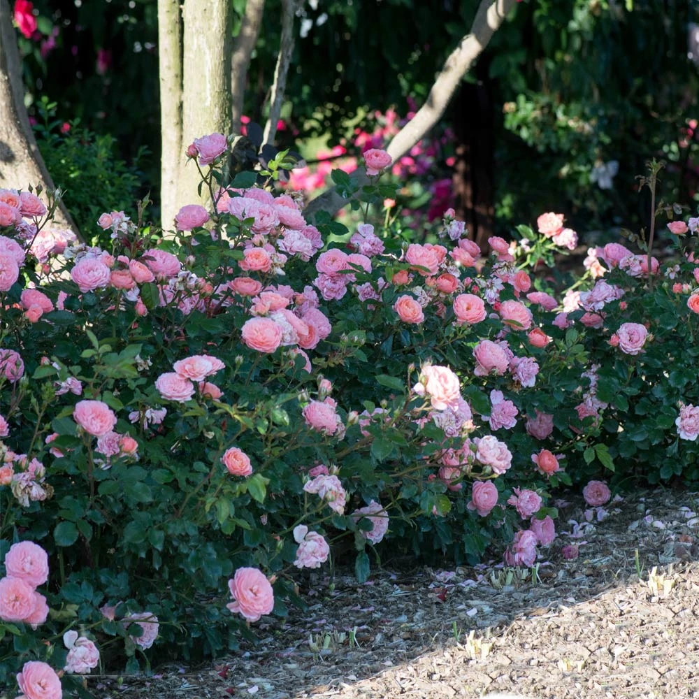 Apricot Drift® Rose - Image 3