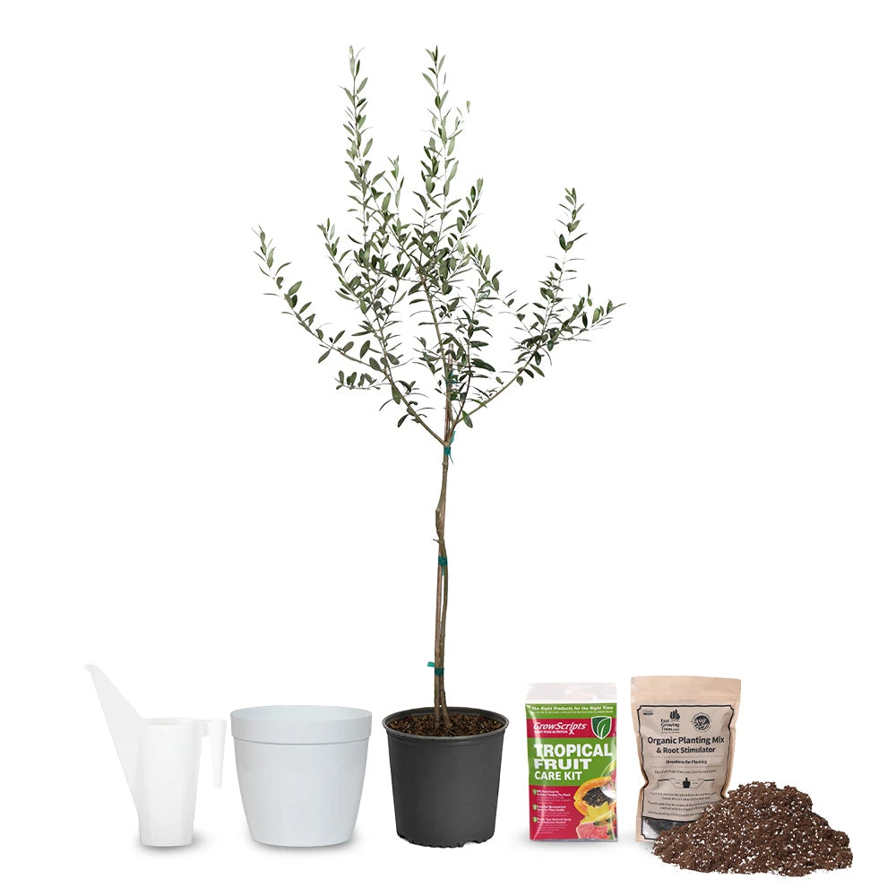 Olive Starter Kit - Image 2