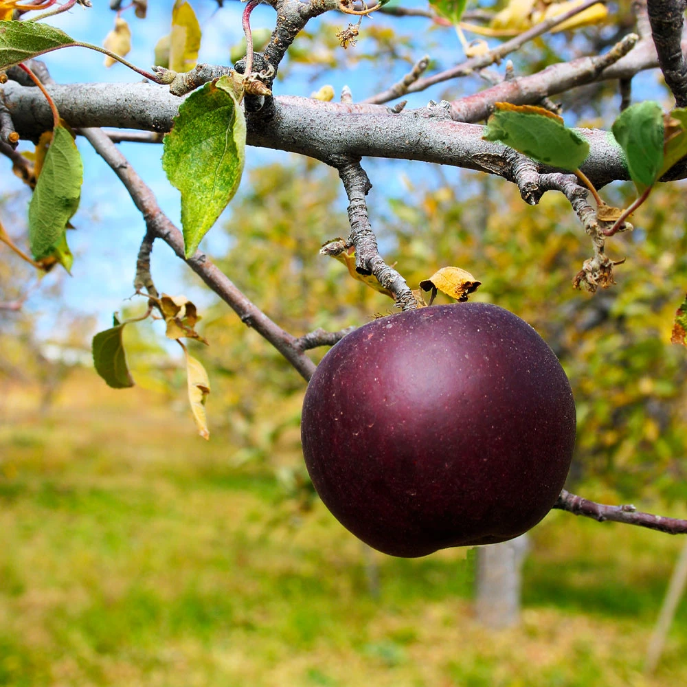 Arkansas Black Apple Tree - Image 3
