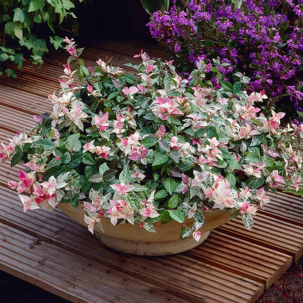 Snow-N-Summer™ Asiatic Jasmine Shrub - Image 3