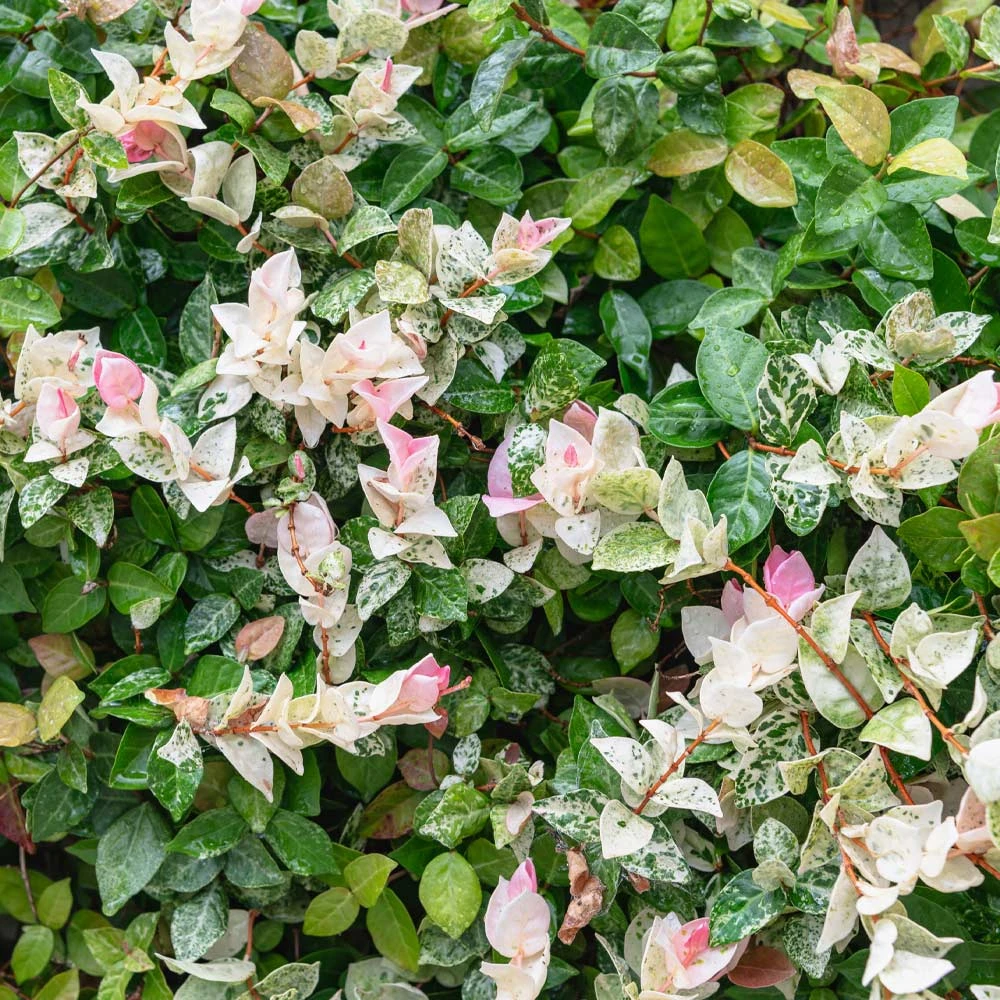 Snow-N-Summer™ Asiatic Jasmine Shrub - Image 4