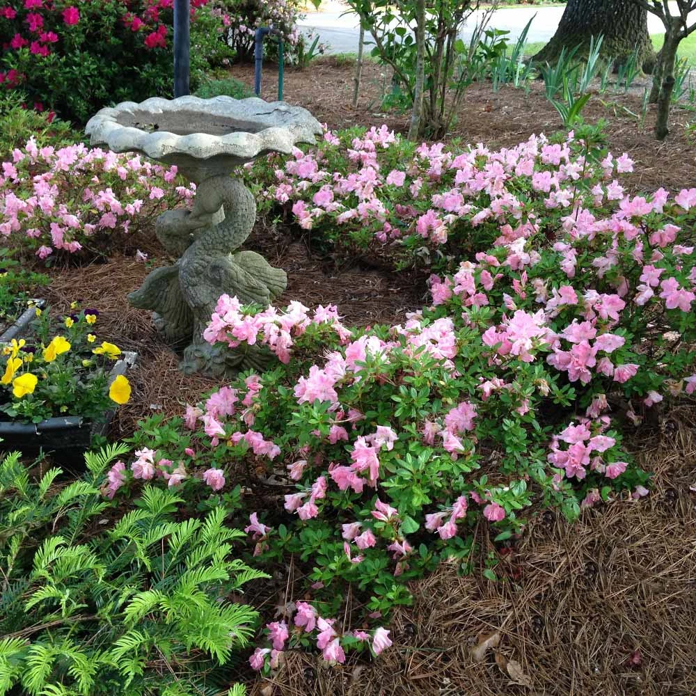 Autumn Debutante® Encore® Azalea Shrub - Image 4
