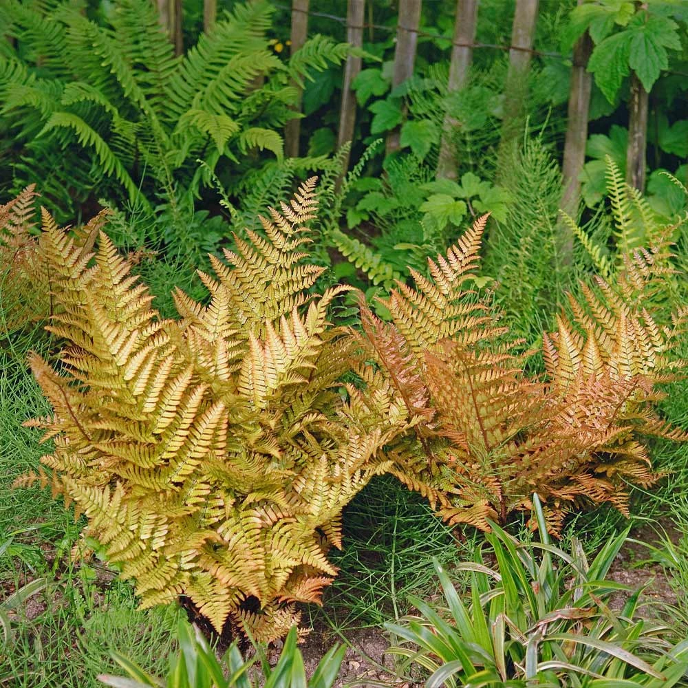 Brilliance Autumn Fern - Image 4