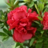 Autumn Fire® Encore® Azalea Shrub