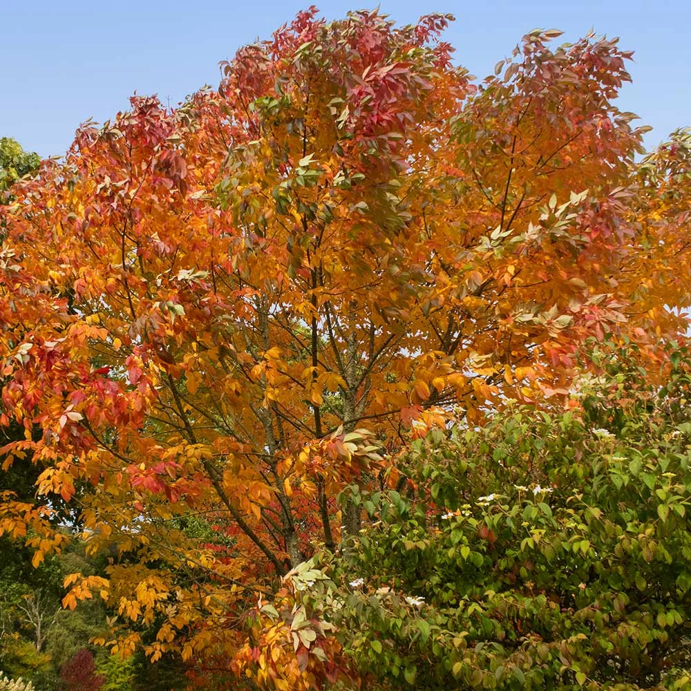 Autumn Purple Ash Tree - Image 6
