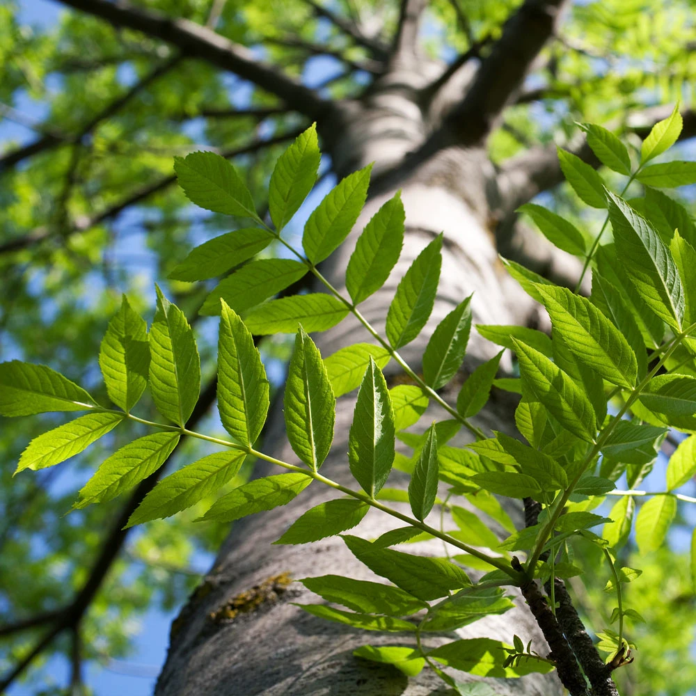 Autumn Purple Ash Tree - Image 4