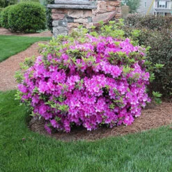 Autumn Royalty® Encore® Azalea Shrub