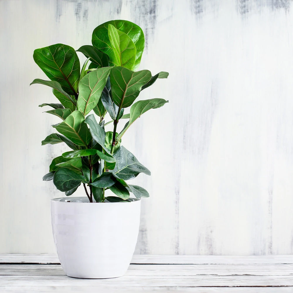 Bambino Fiddle Leaf Fig - Image 2
