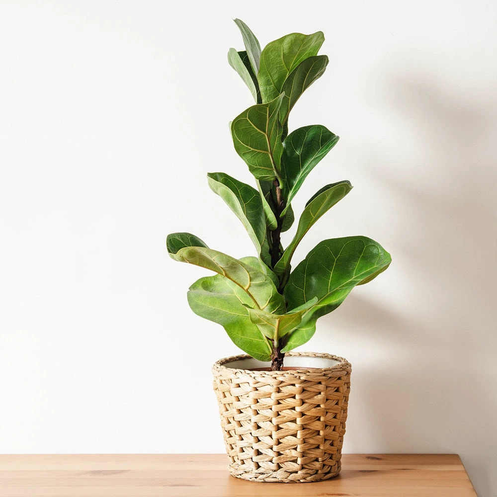 Bambino Fiddle Leaf Fig - Image 4