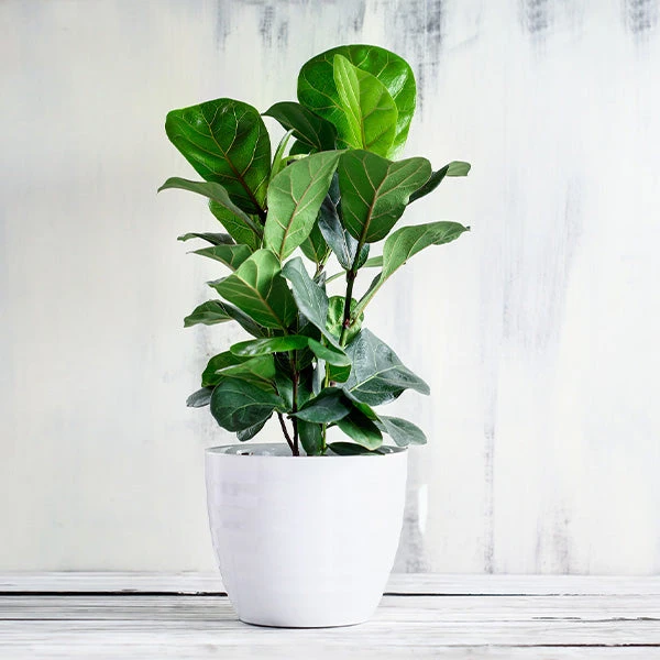 Bambino Fiddle Leaf Fig