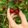 Barbados (Acerola) Cherry