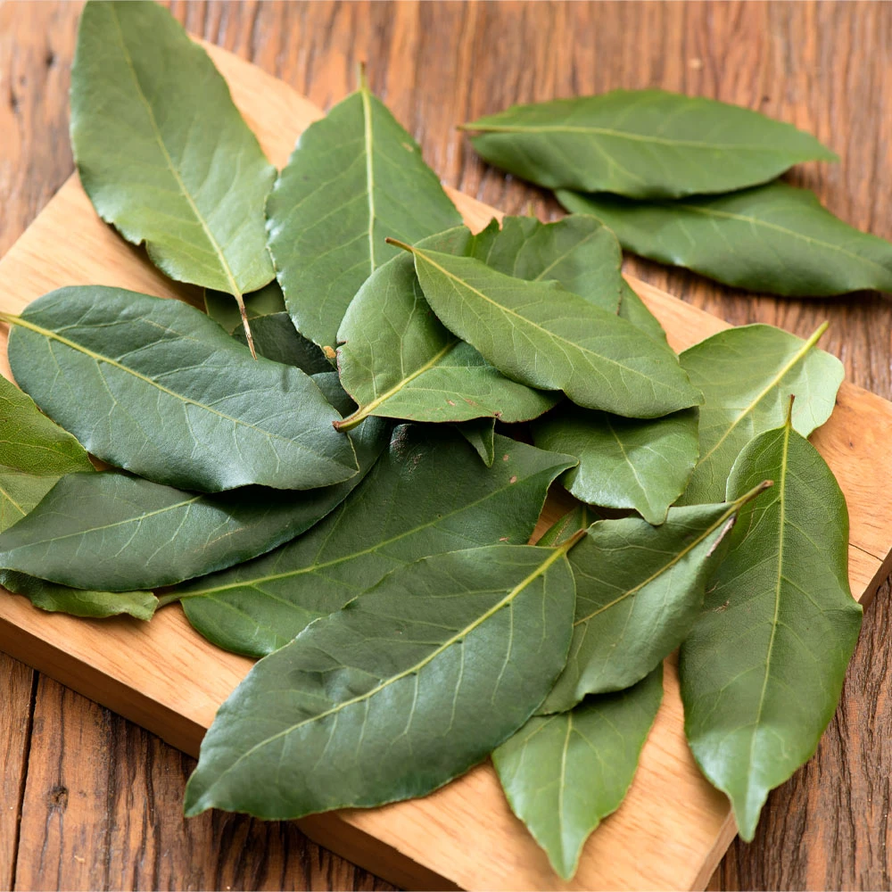 Bay Laurel - USDA Organic - Image 4
