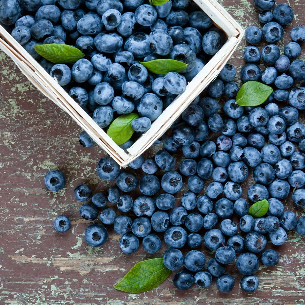 Biloxi Blueberry Bush - Image 3