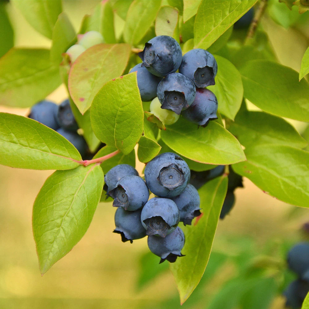 Biloxi Blueberry Bush - Image 2