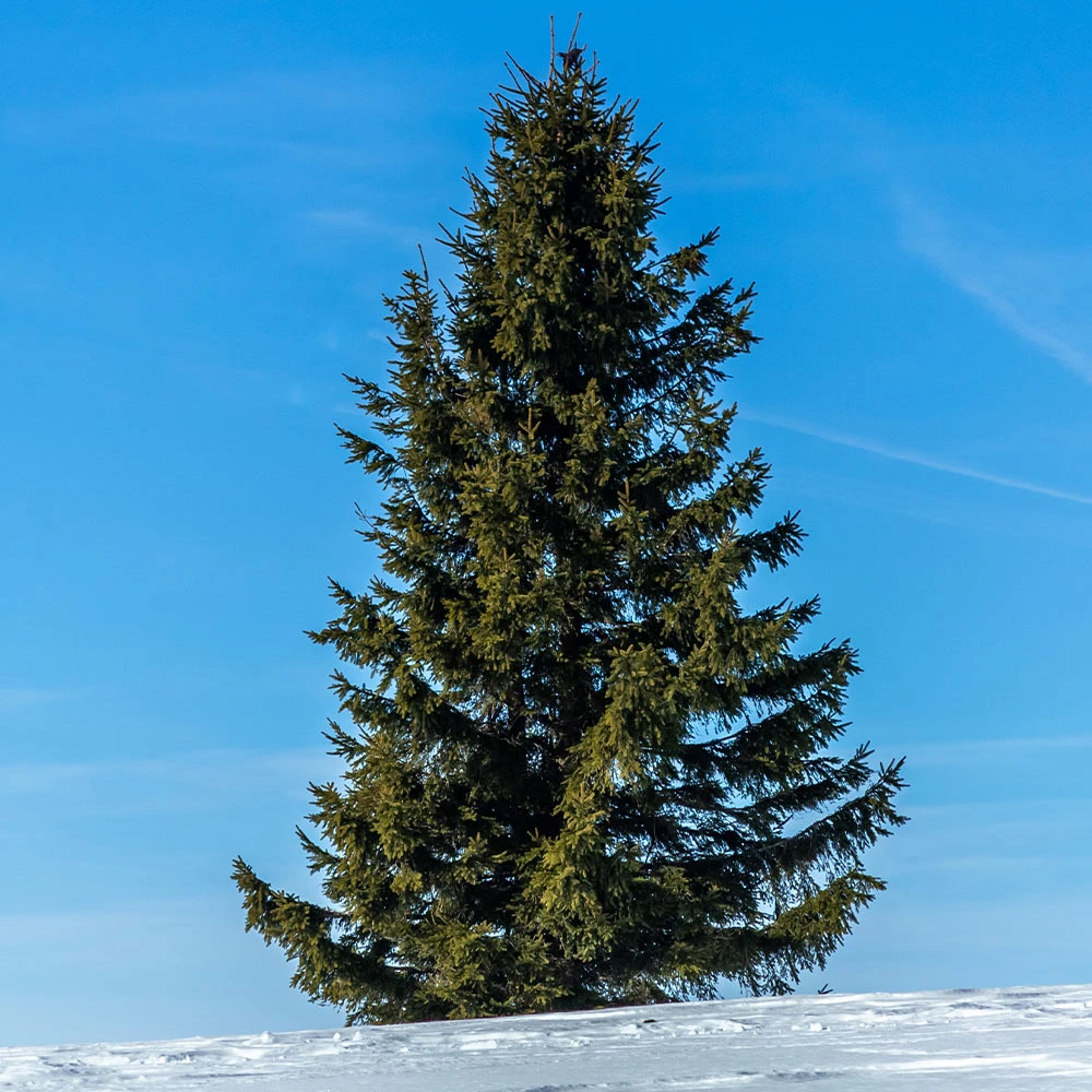 Black Hills Spruce Tree - Image 2