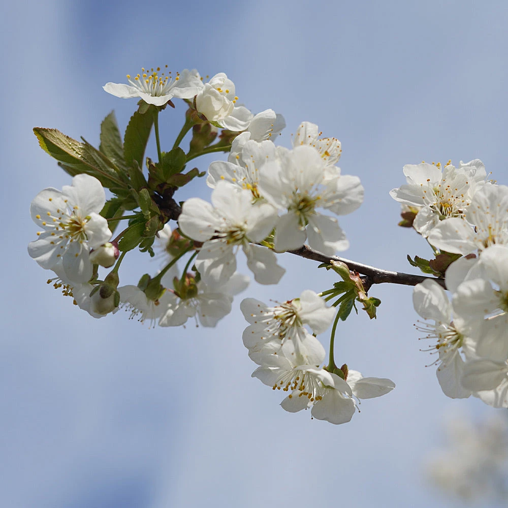 Dwarf Black Tartarian Cherry Tree - Image 4