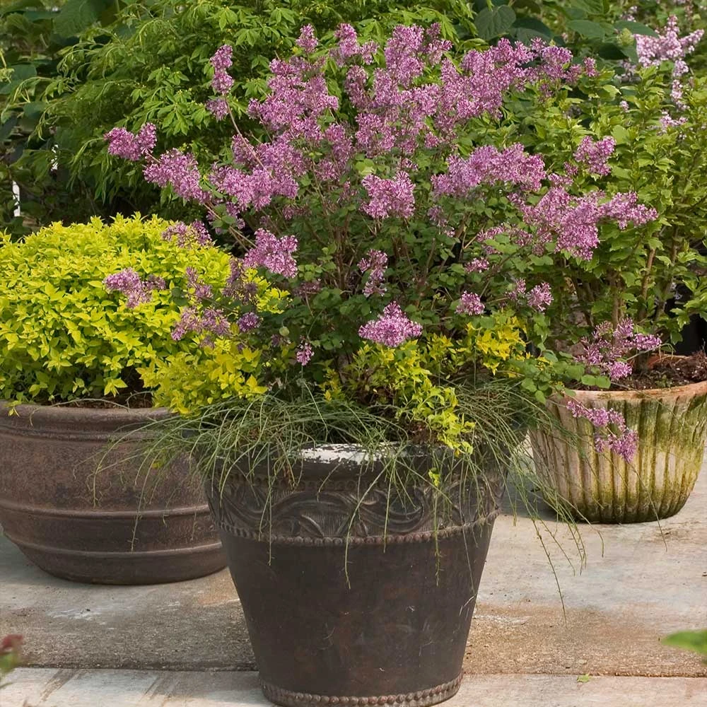 Bloomerang® Purple Reblooming Lilac Shrub - Image 5