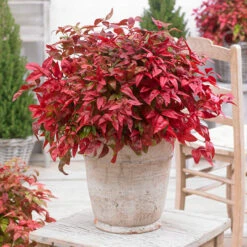 Blush Pink™ Nandina Shrub