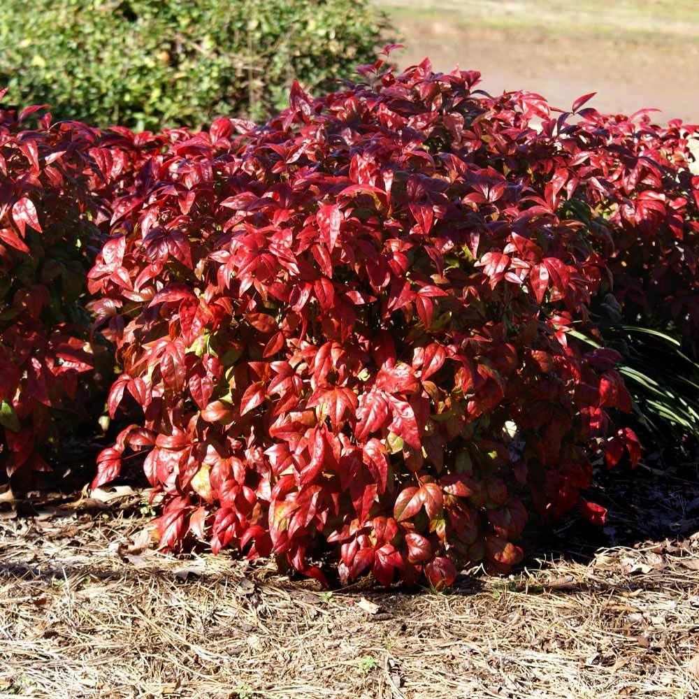 Blush Pink⢠Nandina Shrub - Image 4