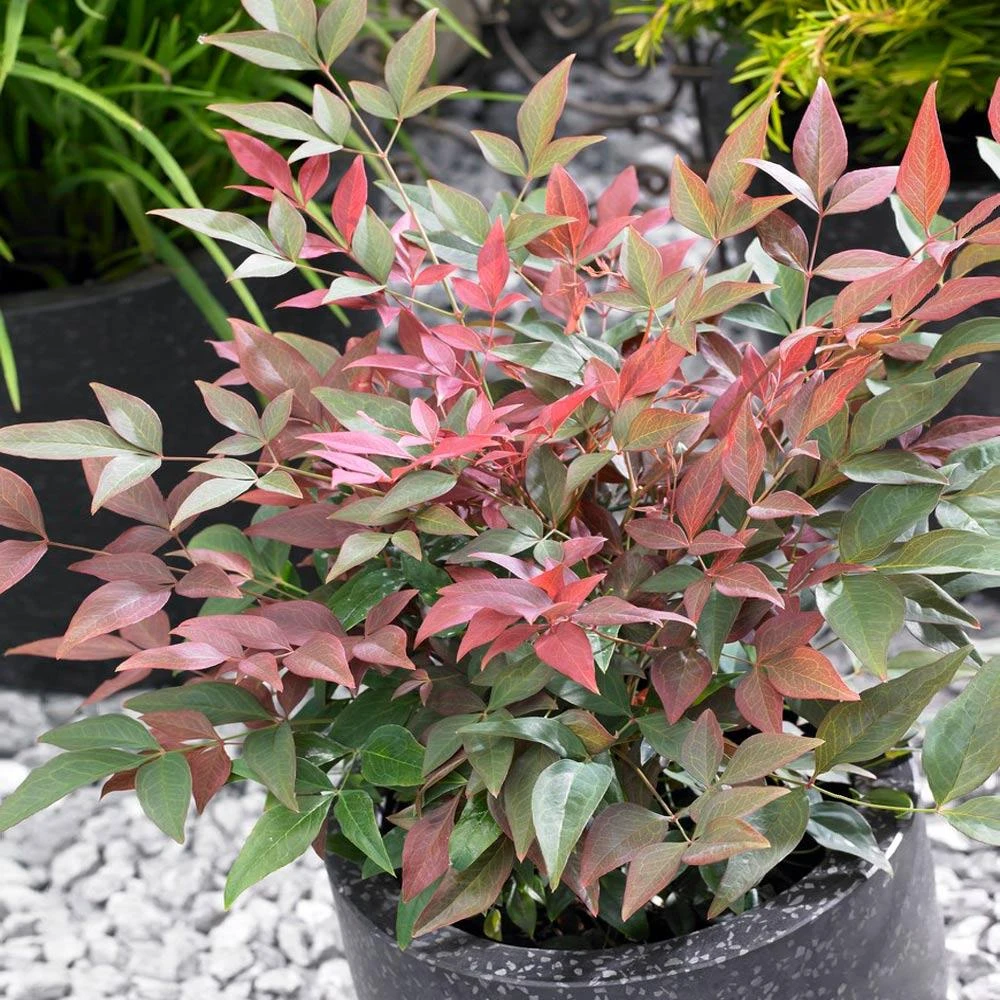 Blush Pink⢠Nandina Shrub - Image 3