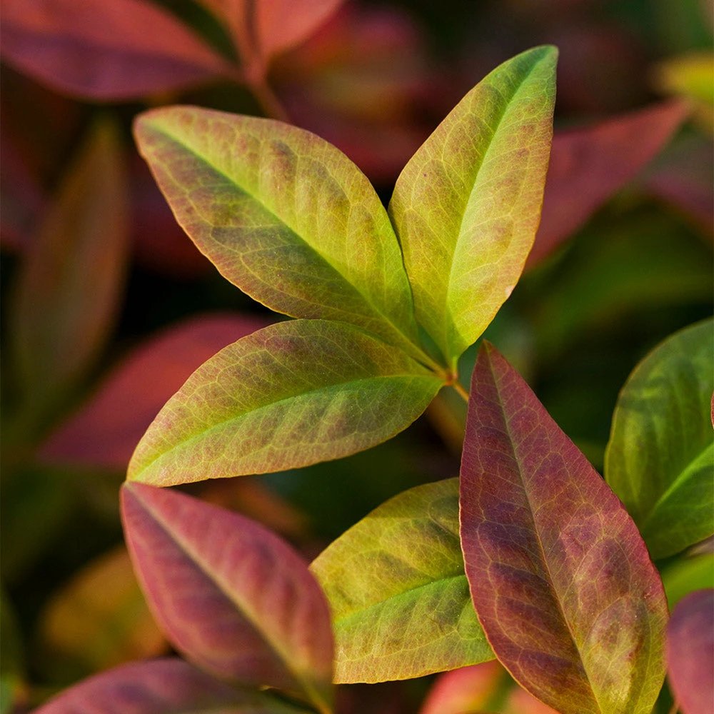 Blush Pink⢠Nandina Shrub - Image 5