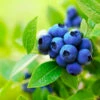 Brightwell Blueberry Bush
