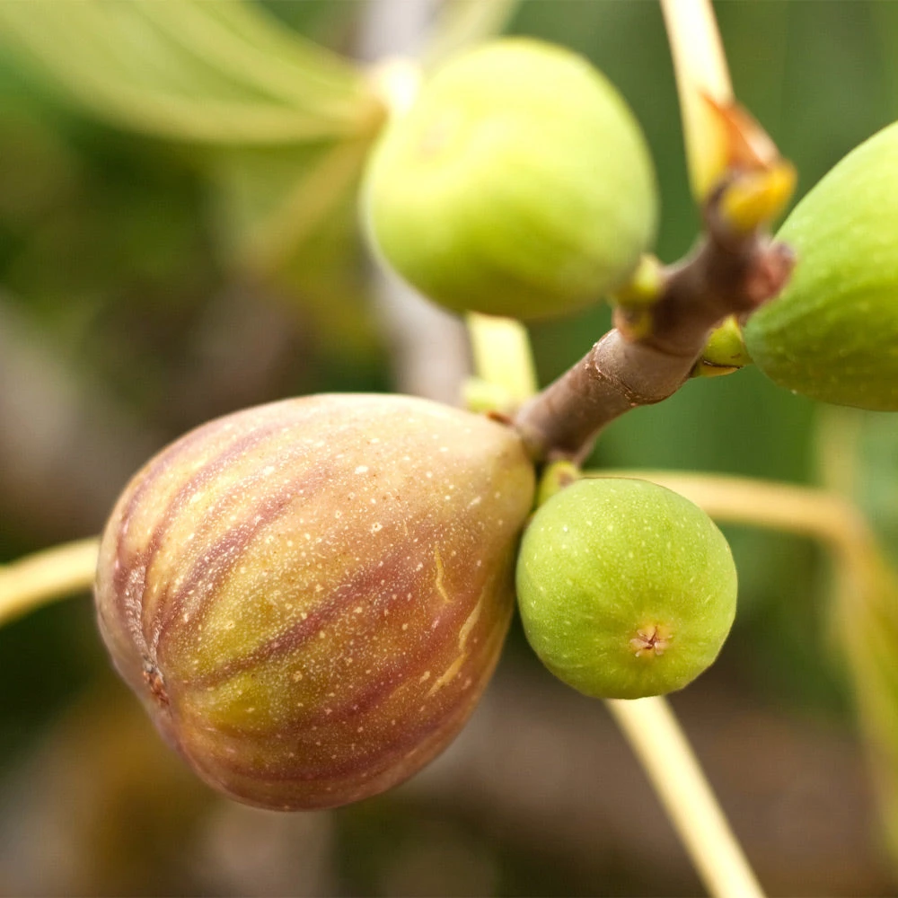 Brown Turkey Fig - Image 2