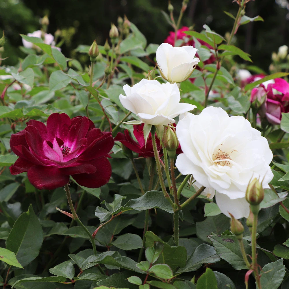Burgundy Iceberg And Iceberg Two-fer® Rose Tree - Image 2