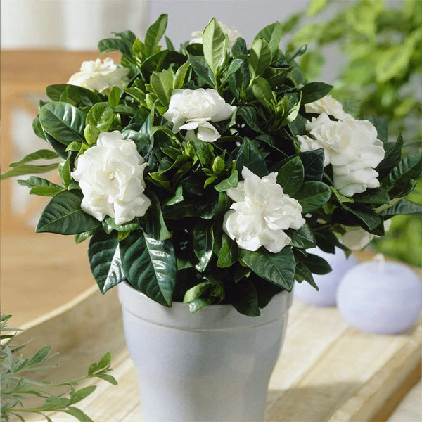 Buttons Gardenia Shrub