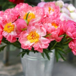 Coral Charm Peony