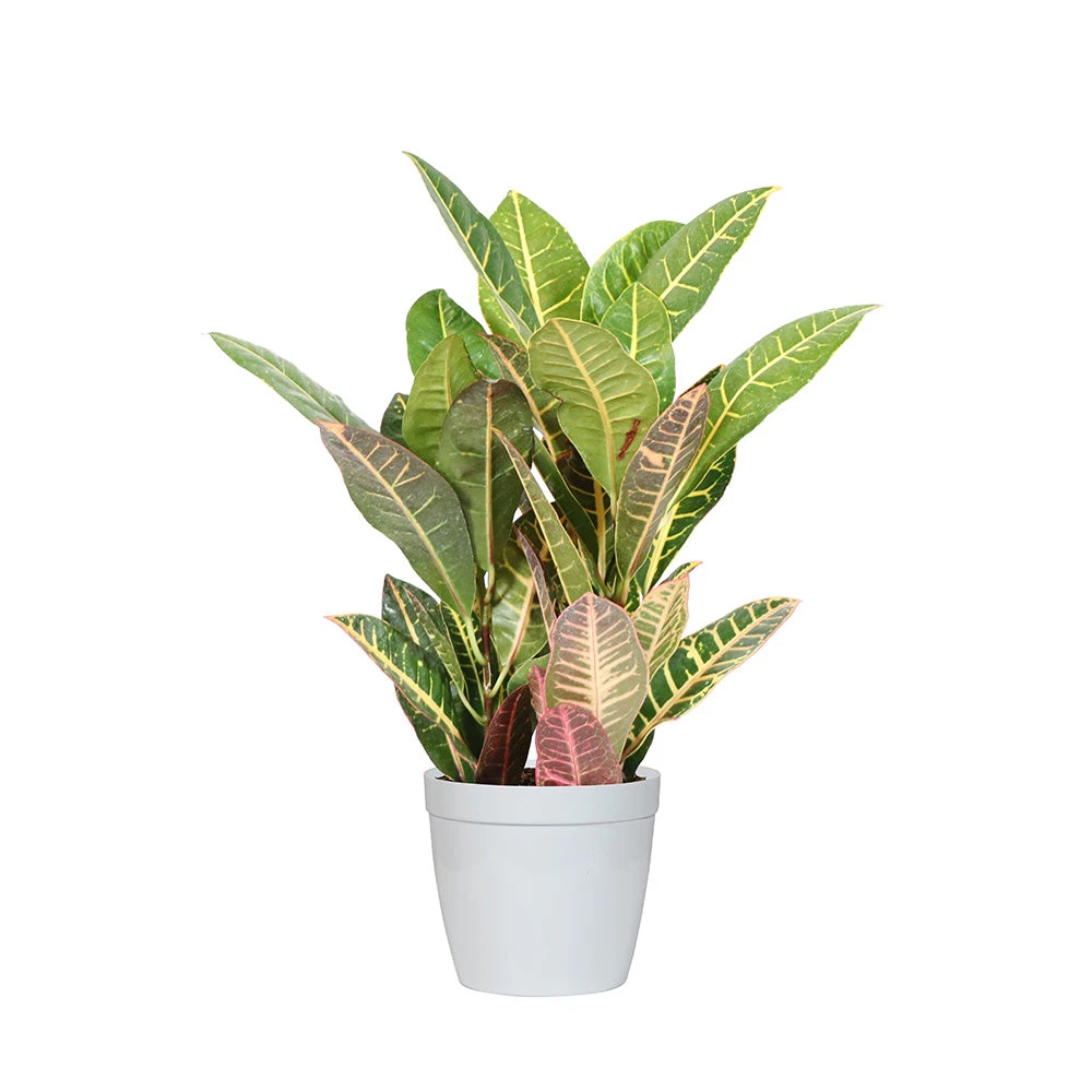 Croton Plant - Image 9
