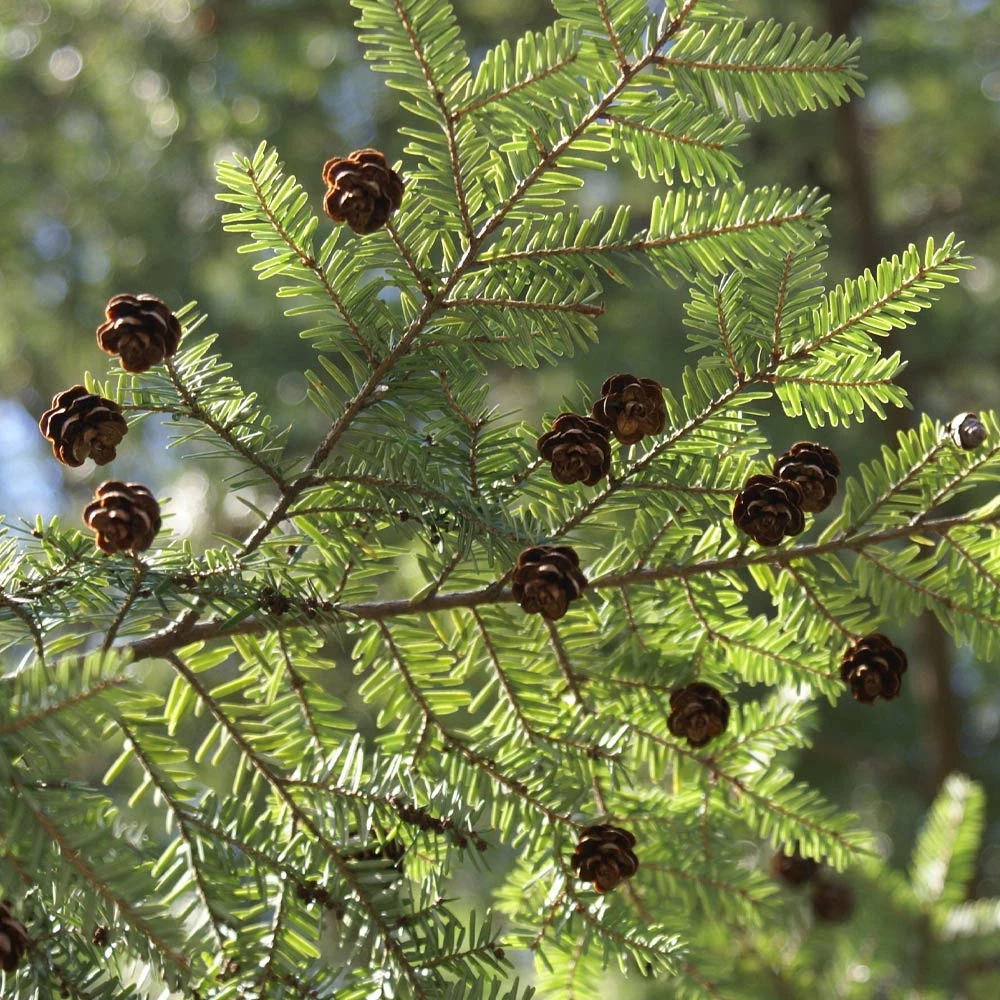 Canadian Hemlock Tree - Image 3