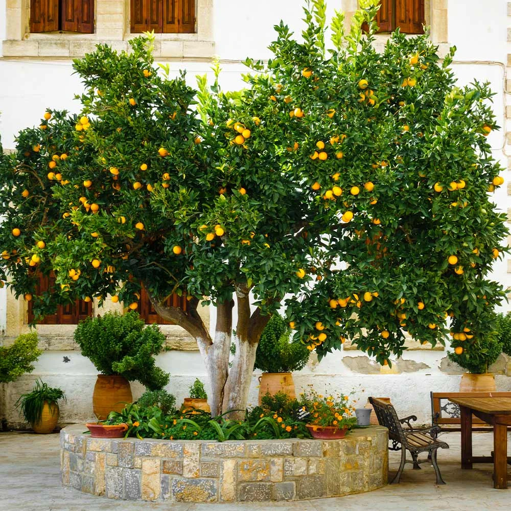 Cara Cara Navel Orange Tree - Image 2