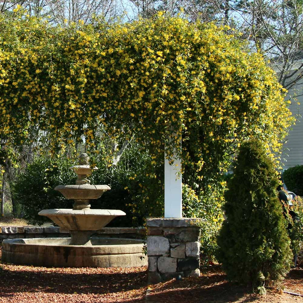 Carolina Jasmine - Image 3