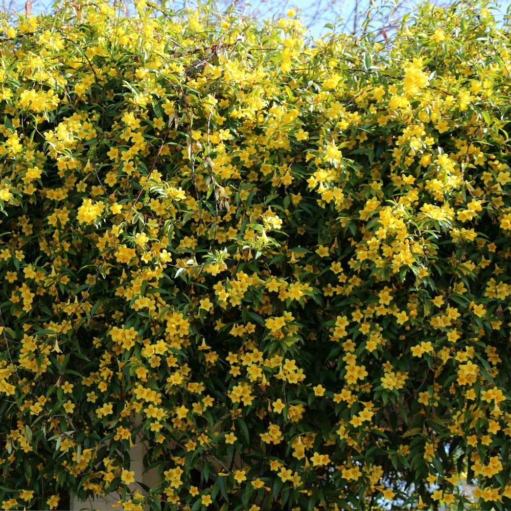 Carolina Jasmine - Image 4